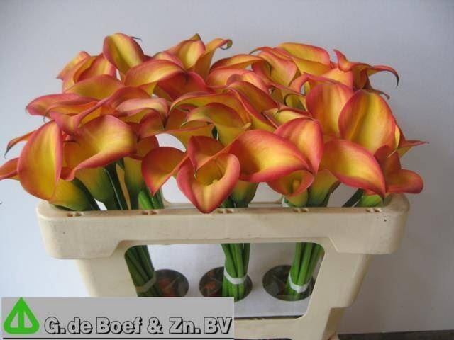 <h4>Calla Groen</h4>