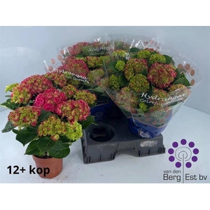.Hydrangea macrophylla hi fire
