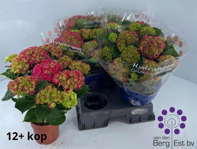 <h4>.Hydrangea macrophylla hi fire</h4>