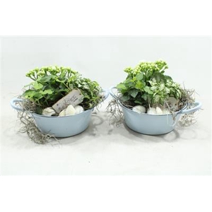 8040 BLAUW ZINK SUMMER