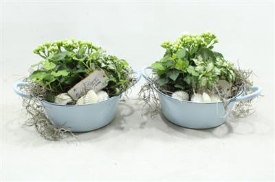 <h4>8040 BLAUW ZINK SUMMER</h4>
