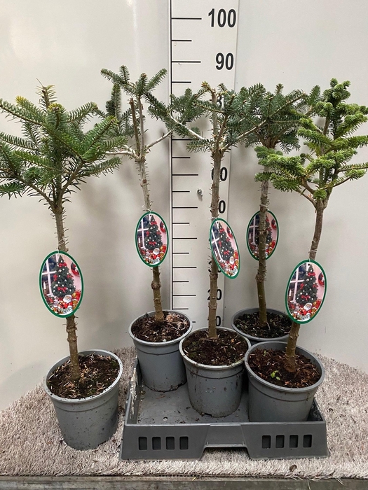 <h4>ABIES KOREANA</h4>