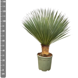 YUC ROSTRATA