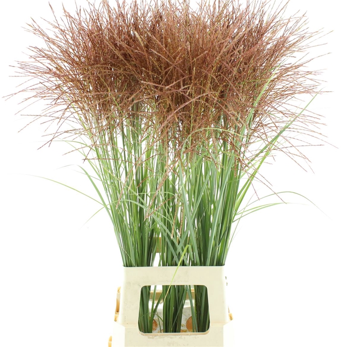 <h4>Miscanthus Rotfeder</h4>
