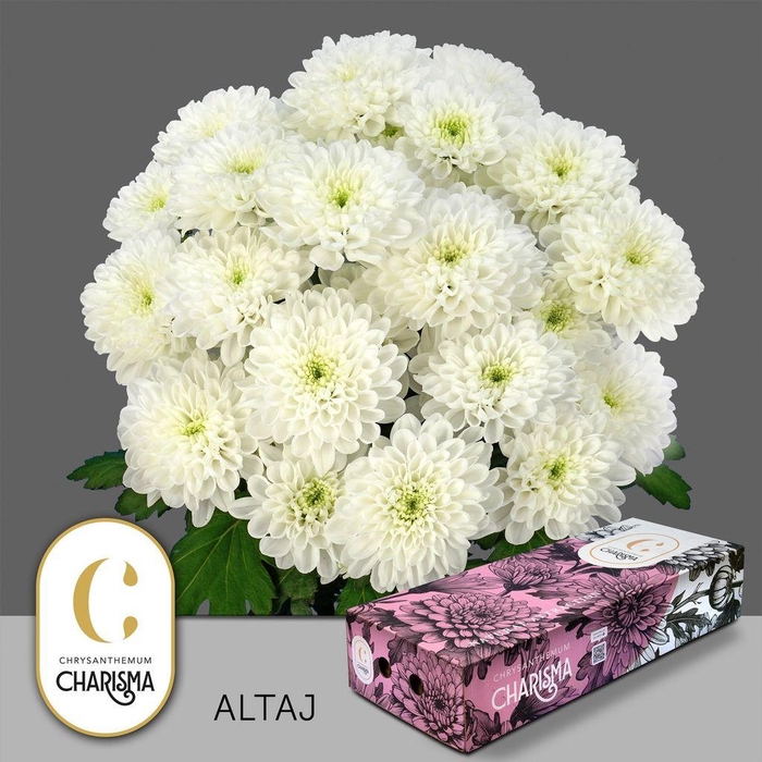 <h4>Chrys sp altaj</h4>