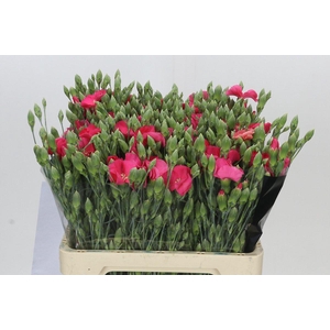 Dianthus Sp Solomio Imre