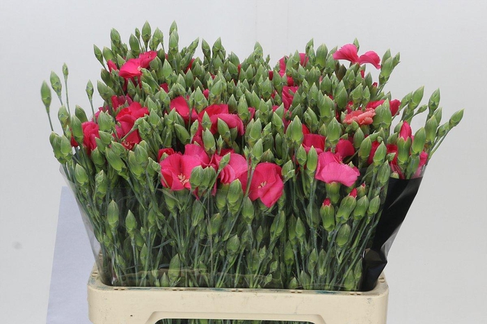 <h4>Dianthus Sp Solomio Imre</h4>