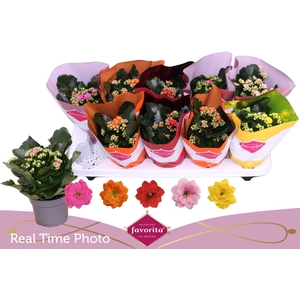 KAL GE PERF GEM 5 KL