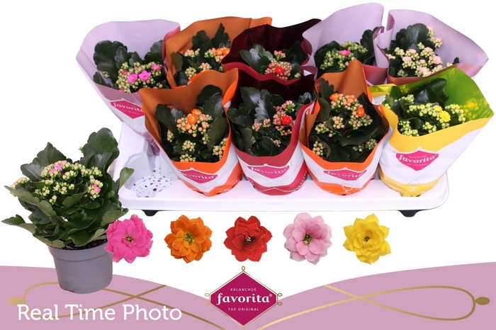 <h4>KAL GE PERF GEM 5 KL</h4>