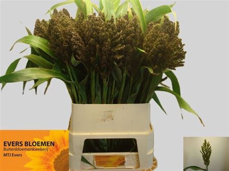<h4>Sorghum A Panselaria</h4>