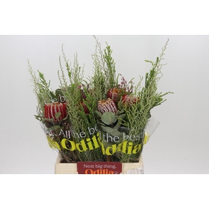 BQ Banksia Coccinea SFB