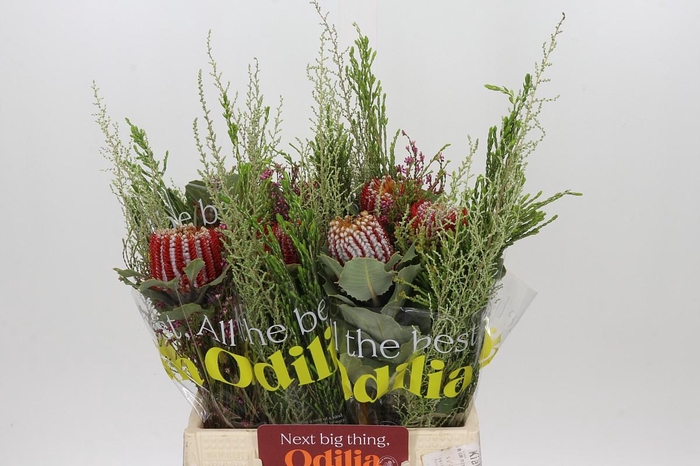 <h4>BQ Banksia Coccinea SFB</h4>