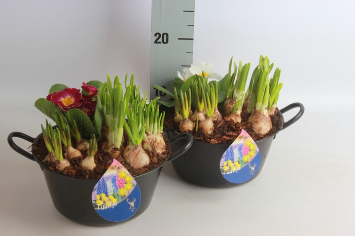 <h4>ARR TUINPLANTEN</h4>