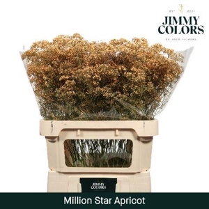 Gyps Million Star L80 Apricot