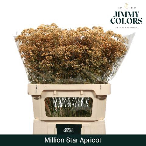 <h4>Gyps Million Star L80 Apricot</h4>