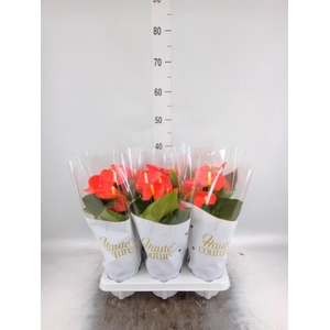 Anthurium andr. 'FC Cinemato'