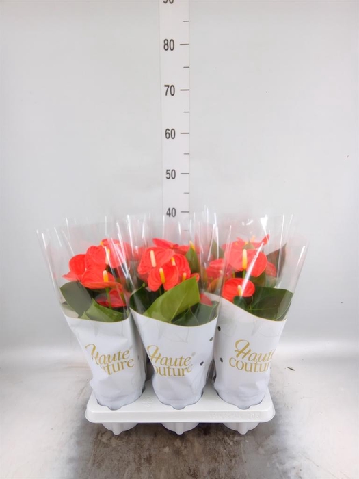 <h4>Anthurium andr. 'FC Cinemato'</h4>