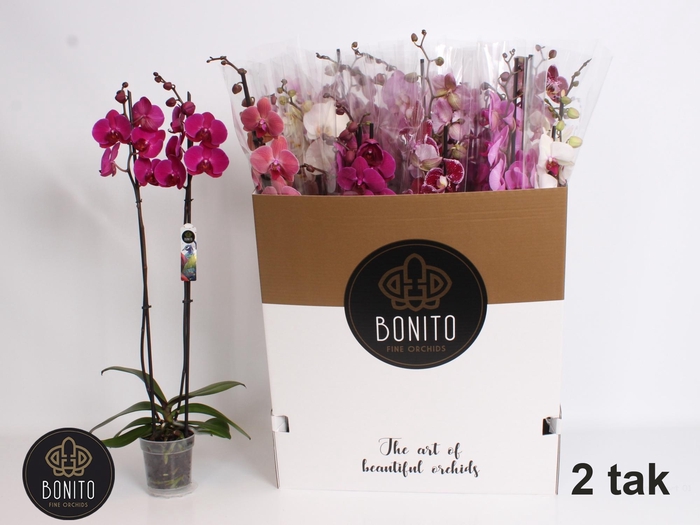 <h4>PHAL GEM 10 KL</h4>