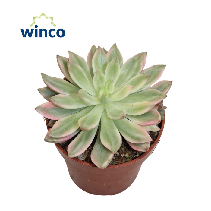 <h4>Echeveria Mediba Variegata</h4>