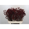 Anigozanthos Bush Ruby