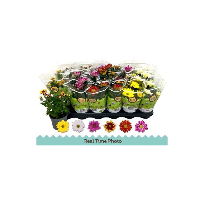 <h4>Chrys Gem 6 Kl</h4>