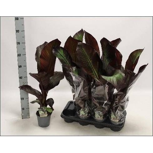 ENSETE VENT MAURELII