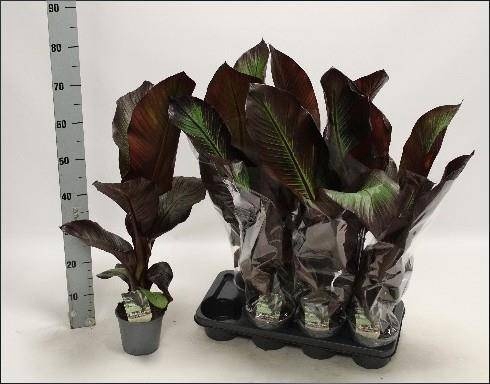 <h4>ENSETE VENT MAURELII</h4>