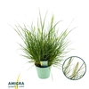Pennisetum alopecuroides Little Hameln®