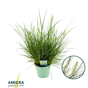 Pennisetum alopecuroides Little Hameln®