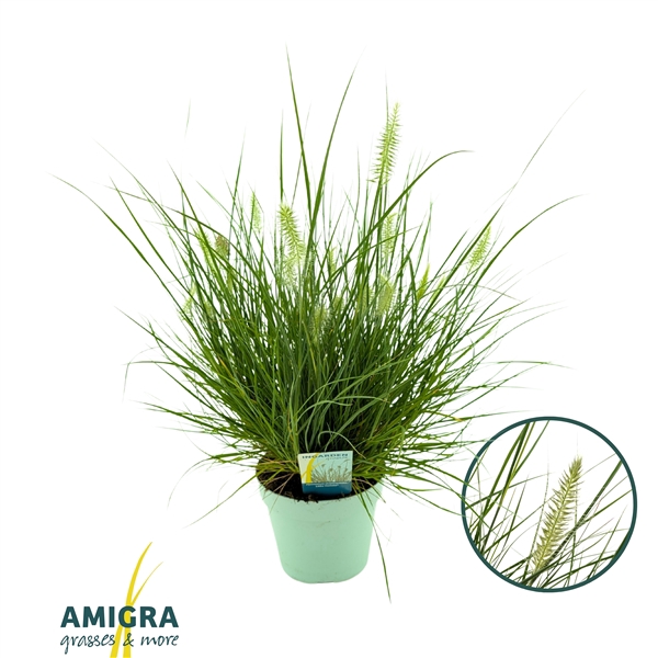 <h4>Pennisetum alopecuroides Little Hameln®</h4>