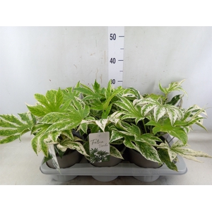 Fatsia japonica 'Variegata'