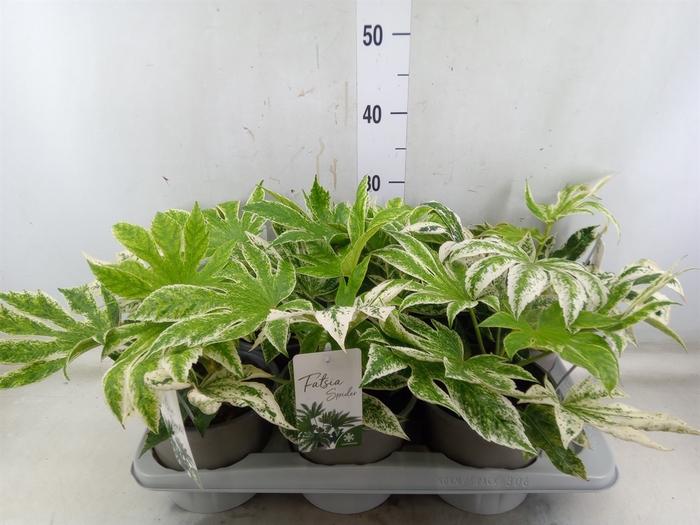 <h4>Fatsia japonica 'Variegata'</h4>