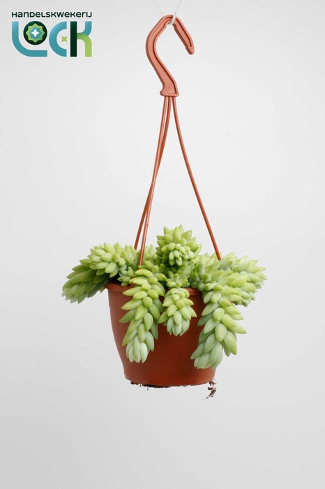 <h4>Sedum Morganianum</h4>