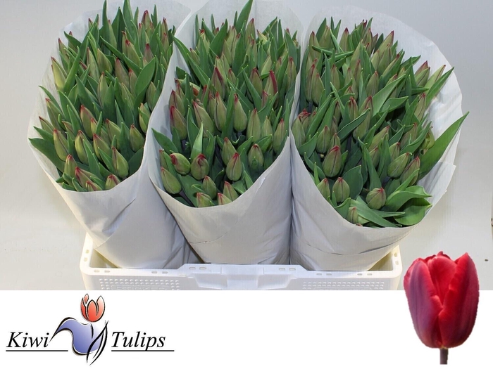 <h4>TU EN RED GOLD</h4>