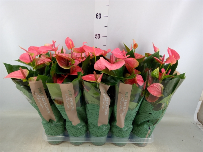 <h4>Anthurium andr. 'Sweet Dream'</h4>