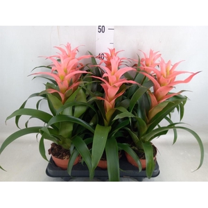 Guzmania  'Melissa'