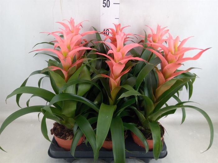<h4>Guzmania  'Melissa'</h4>