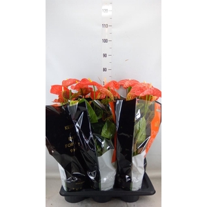 Anthurium andr. 'Madural Orange'