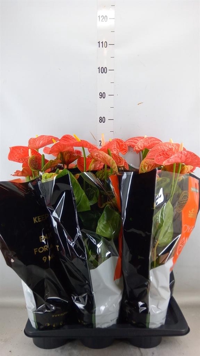 <h4>Anthurium andr. 'Madural Orange'</h4>