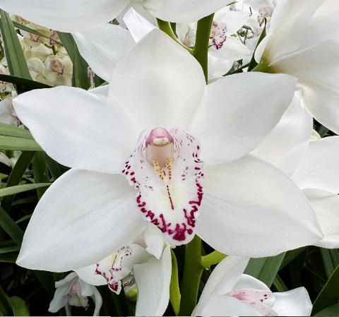 <h4>MY EYE 60cm x 10</h4>