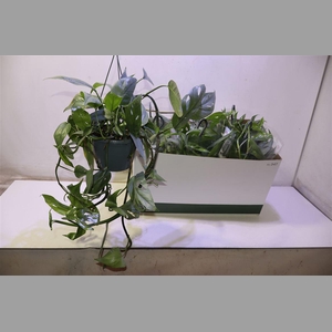 Epipr Cebu Blue In Hangpot
