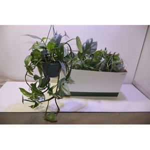 arr8 Epipr Cebu Blue In Hangpot