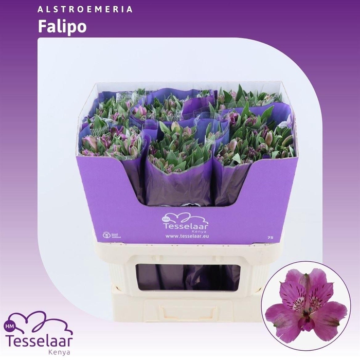 <h4>Alstroemeria Falipo | Heavy Quality</h4>