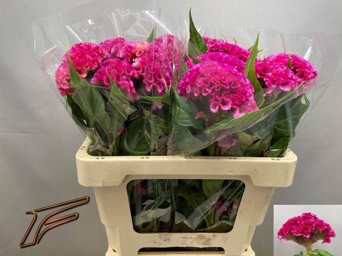 <h4>CEL C ROSE DELIGHT</h4>