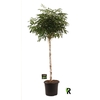 Schefflera Ar Overig stam Compacta