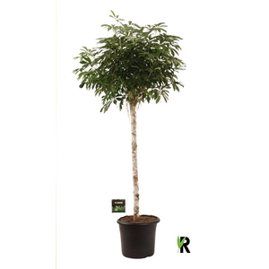 Schefflera Ar Overig stam Compacta