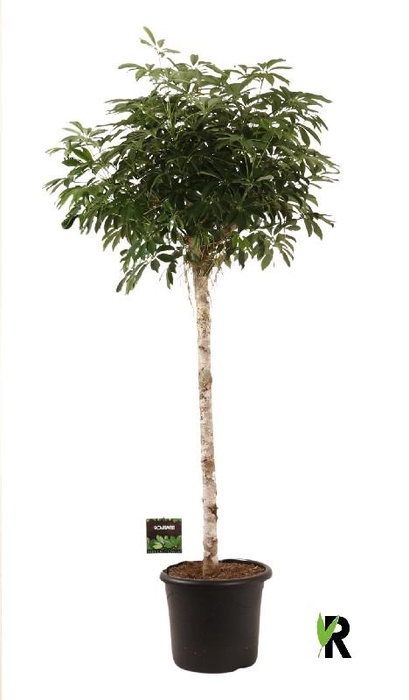 Schefflera Ar Overig stam Compacta