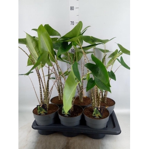 Alocasia zebrina