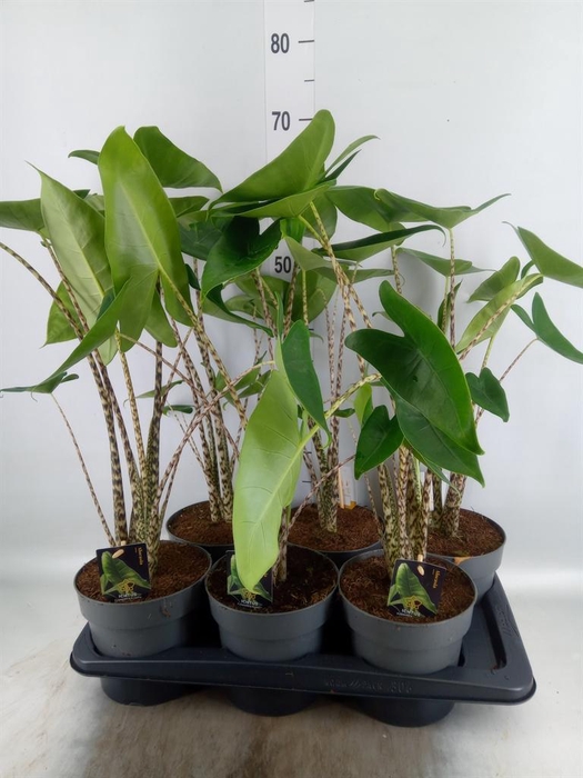 <h4>Alocasia zebrina</h4>