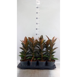 Ficus elastica 'Melany'
